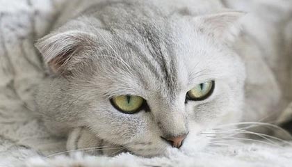 开云下载-乐鱼体育官方平台——开启您的极致体育体验